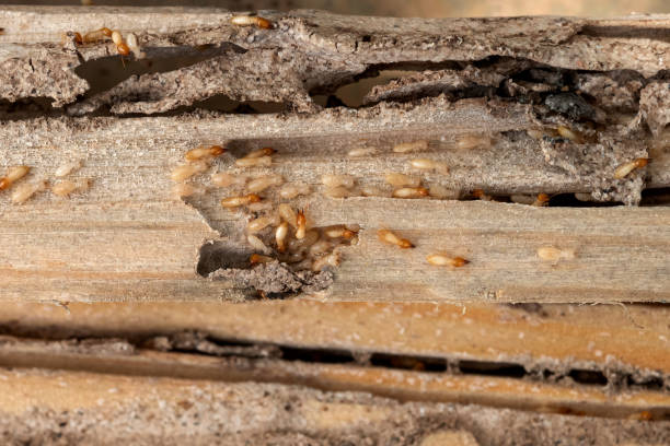 Best Local Pest Control Services  in Holbrook, NY